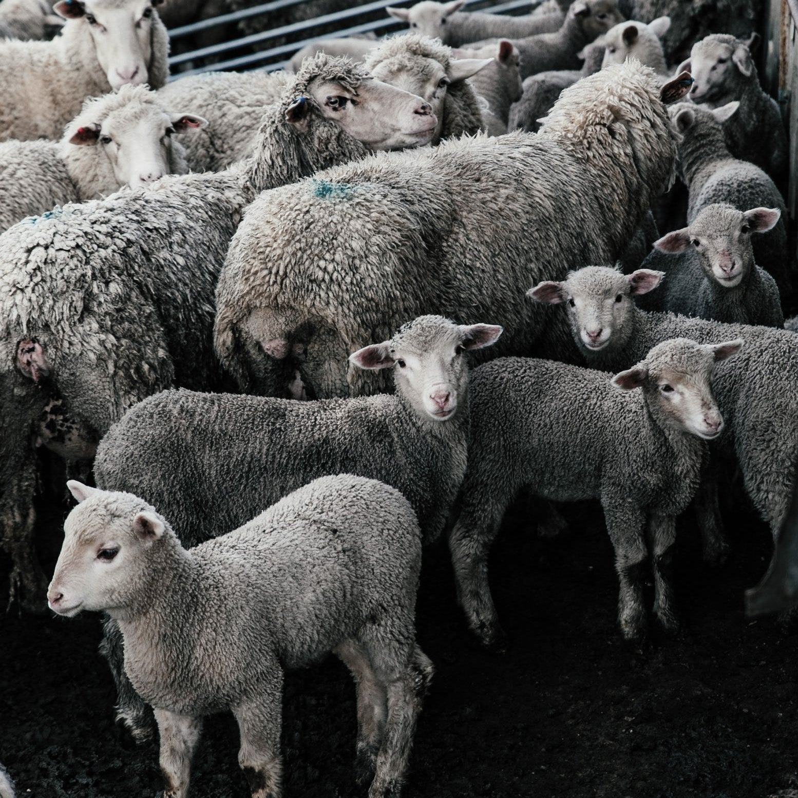 Merino Wool Base Layer Set